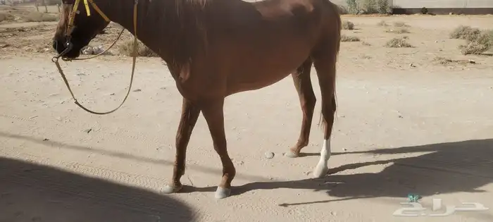 حصان للبيع 0