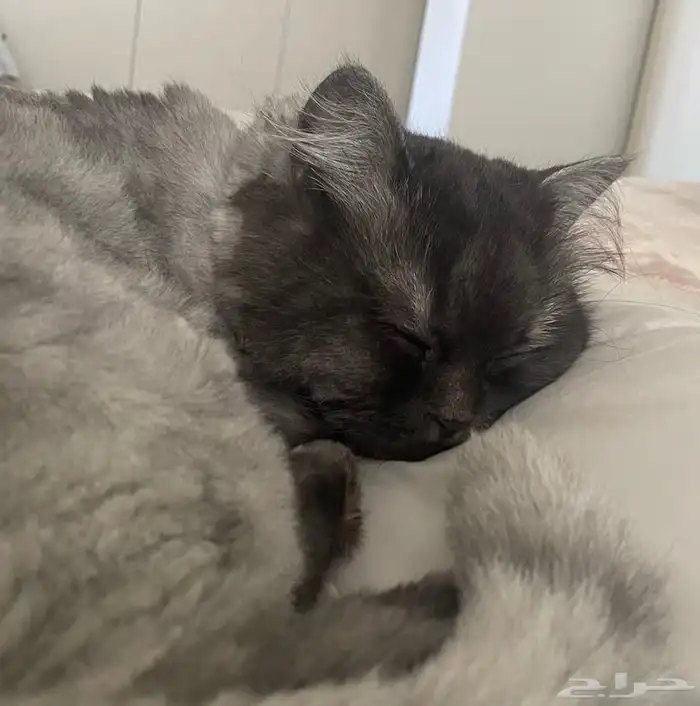 قطط للتبني 3