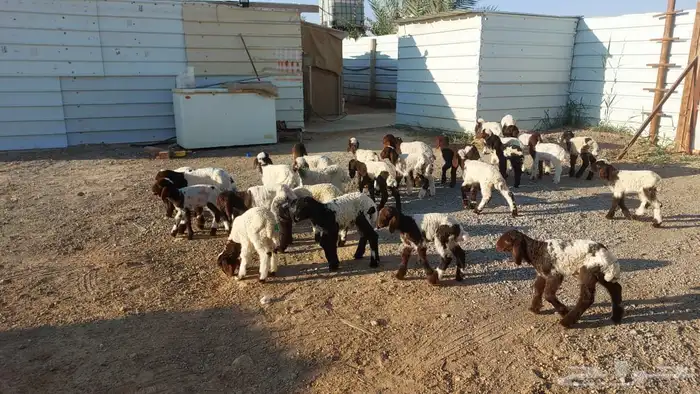 دواغيرنعيم العدد 28 3