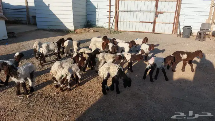 دواغيرنعيم العدد 28 5