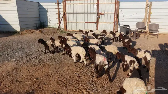 دواغيرنعيم العدد 28 2