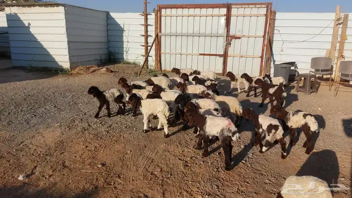 دواغيرنعيم العدد 28 0