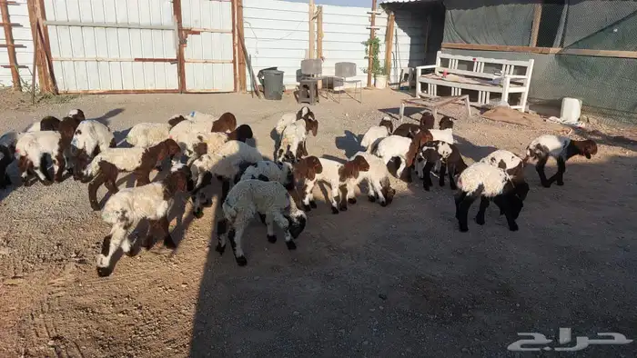 دواغيرنعيم العدد 28 7