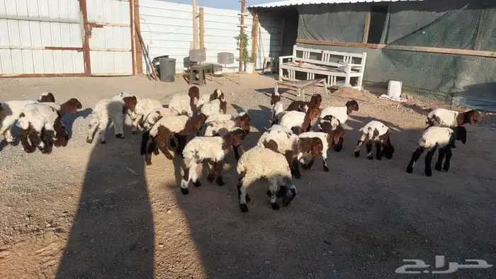 دواغيرنعيم العدد 28 6