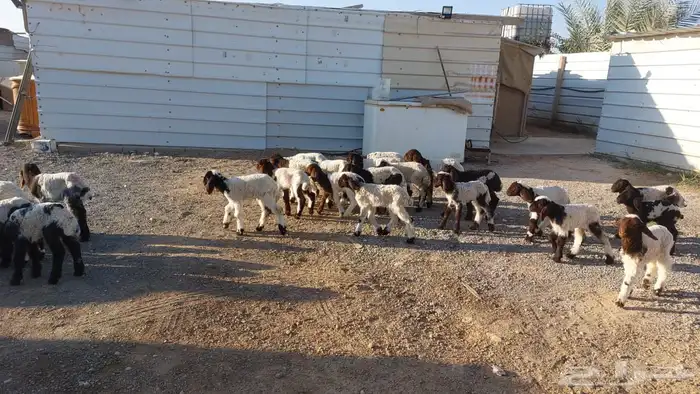 دواغيرنعيم العدد 28 4