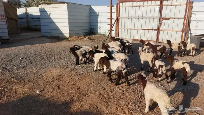 دواغيرنعيم العدد 28 1