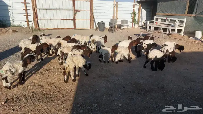 دواغيرنعيم العدد 28 8