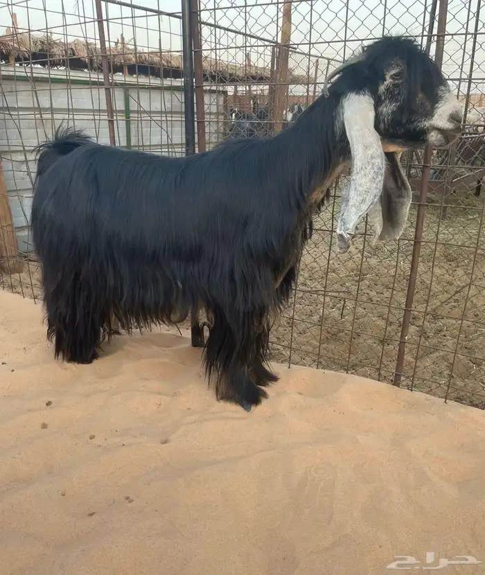 للبيع معزا عوارض صنف الصنف 2