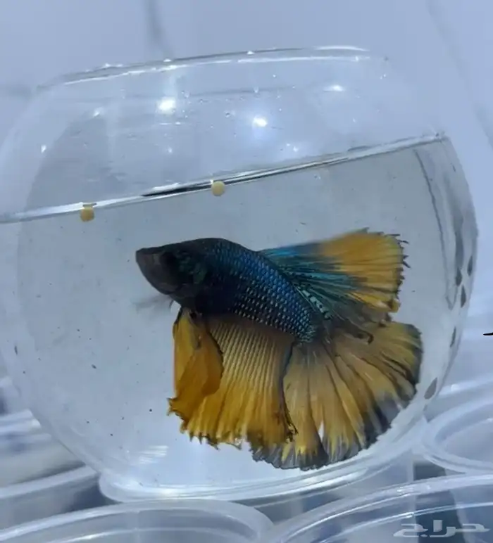 فايتر فل مون 0