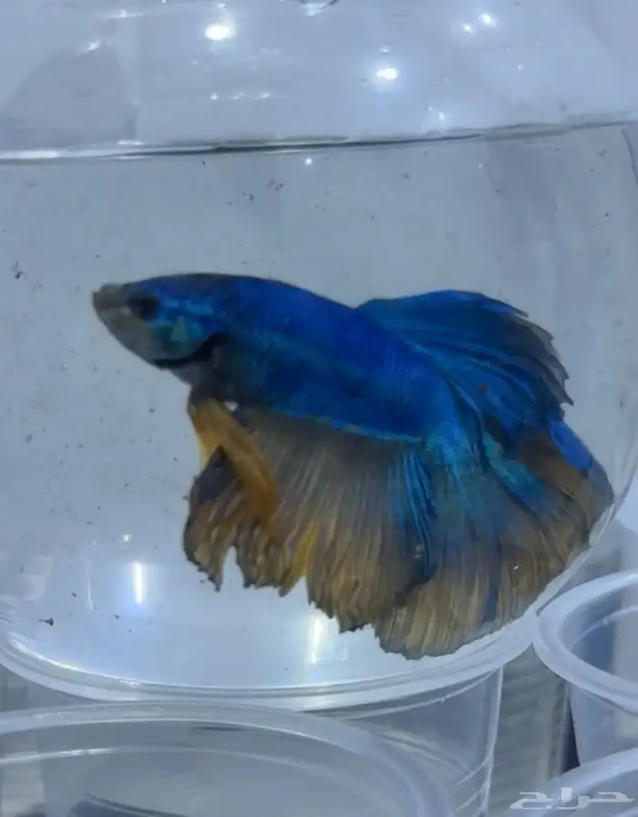 فايتر فل مون 1