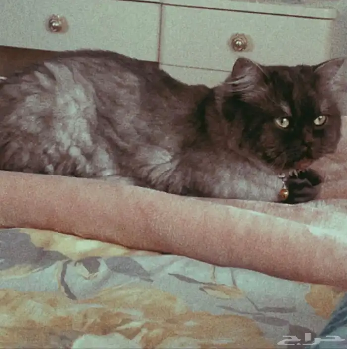 قطط للتبني 2