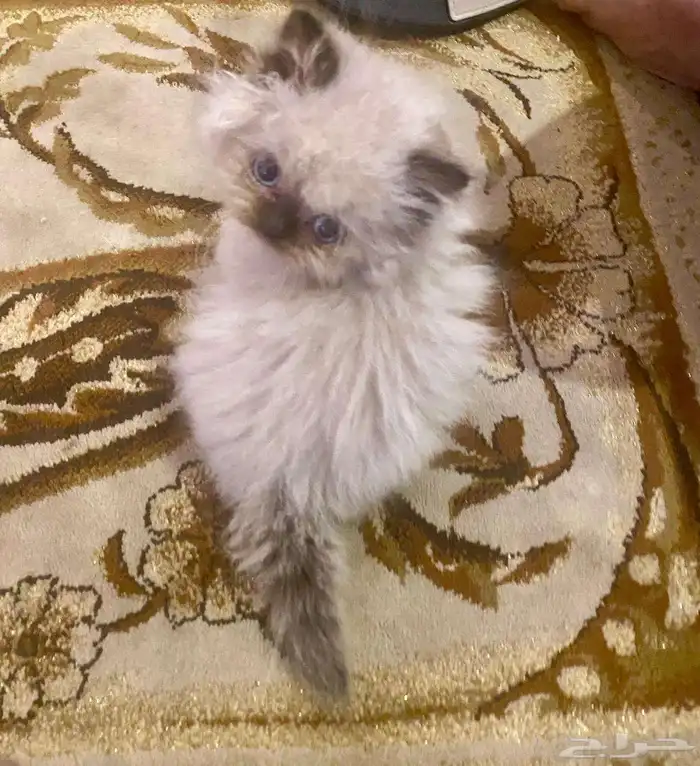 كتن هيمالايا 6