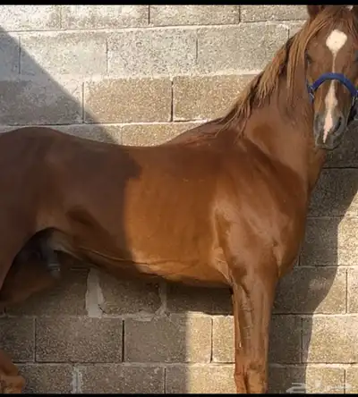 حصان واهو ( فرصه ) 0