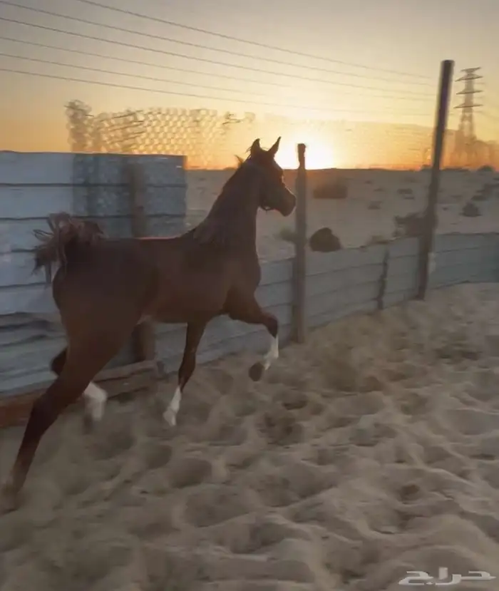 حصان مصري شعبي 7