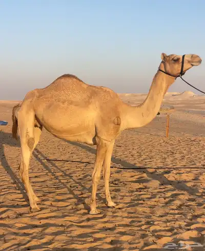 هجن لقحه ماكول بكوي راكض من هجن ابن ثاني ثنو index