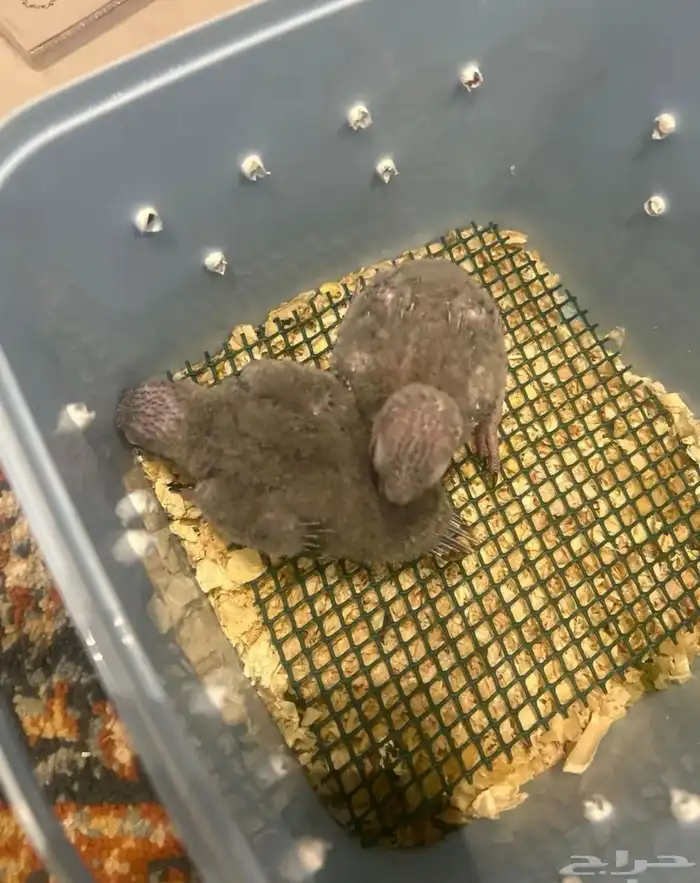 فروخ قرين شيك 1