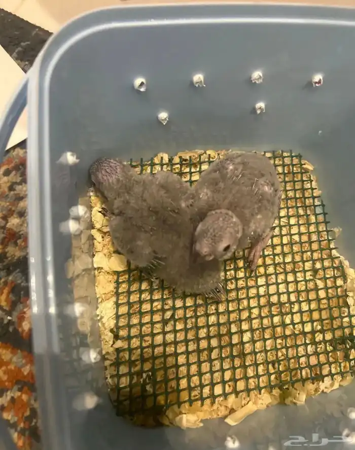 فروخ قرين شيك 0