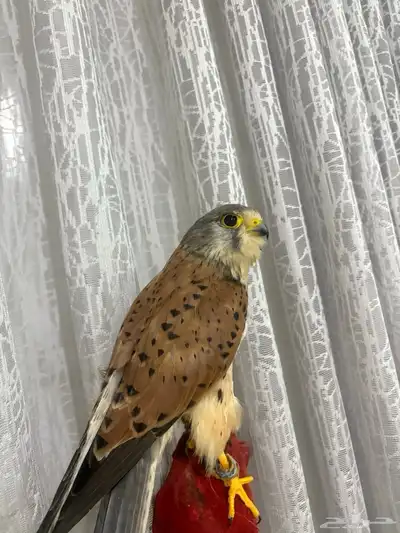 شبوط للبيع الحبه عل 100  . index