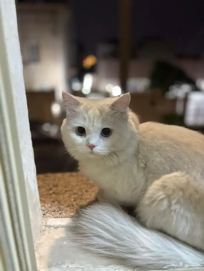 قط معقم للتبني أليف لطيف يحب الأطفال 0