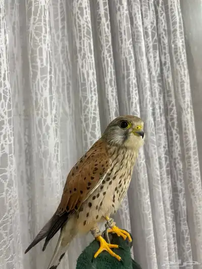 شبوط للبيع الحبه عل 100  . index