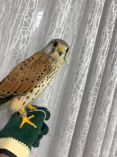 شبوط للبيع الحبه عل 100  . index