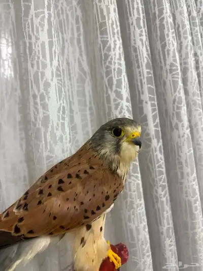 شبوط للبيع الحبه عل 100  . index