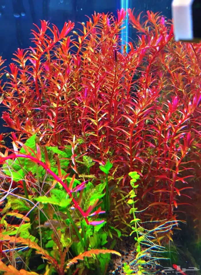 نباتات مائية لاحواض السمك المزروع 8