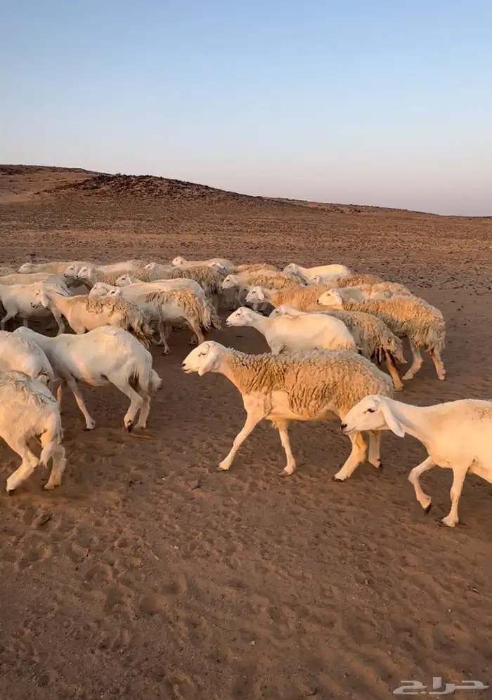 مراح غنم فاخره 2