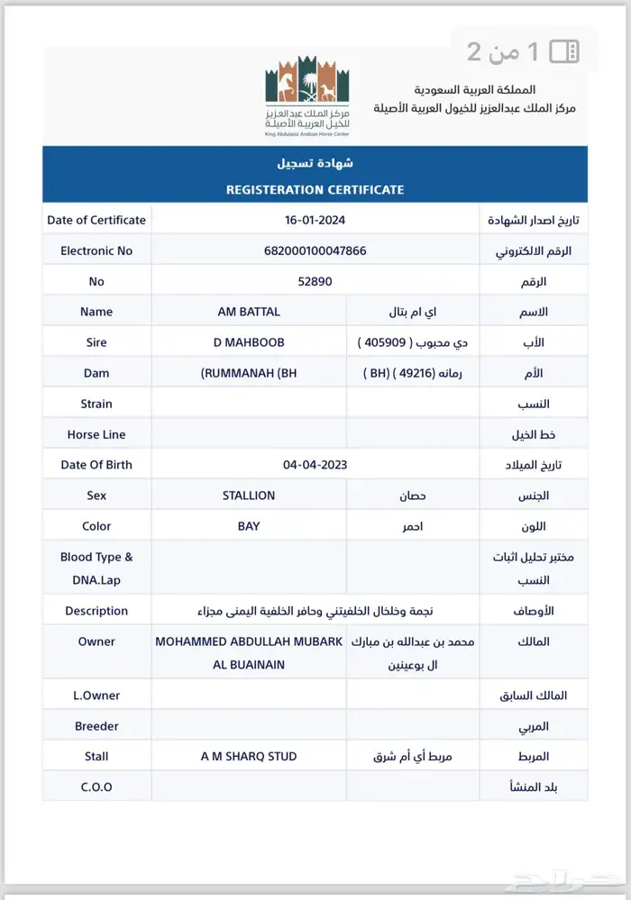 حصان واهو حفيد الشقب 2
