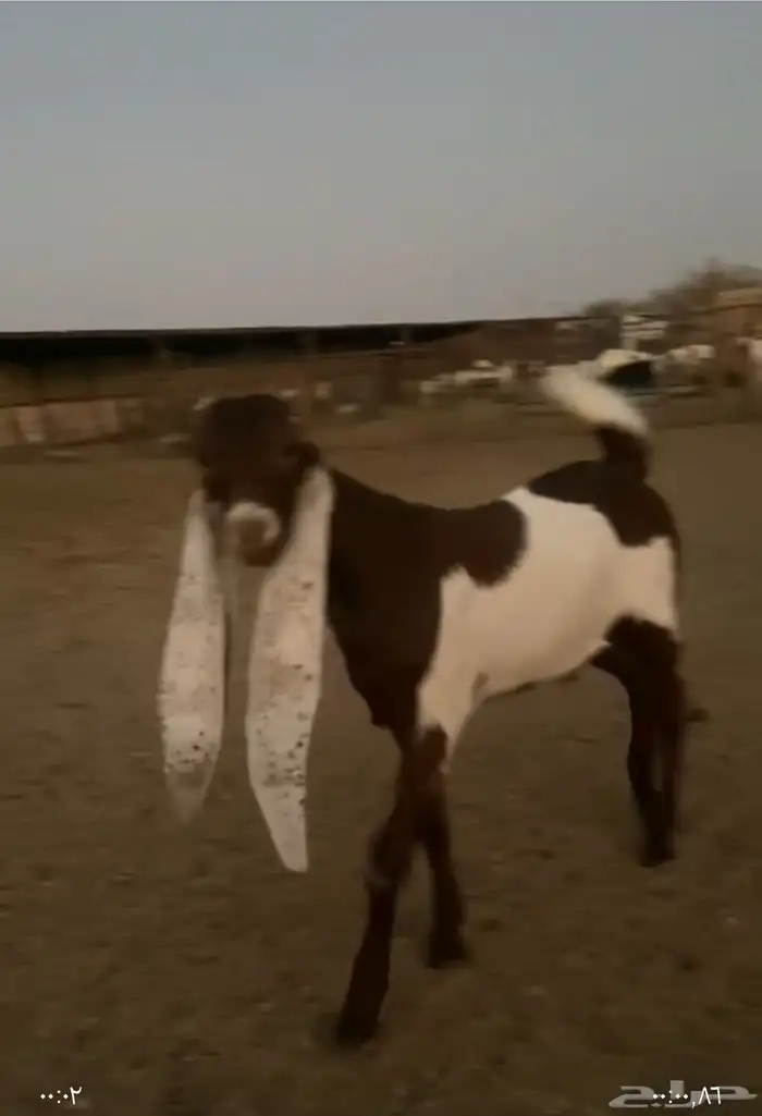 السلام عليكم تيوس 0