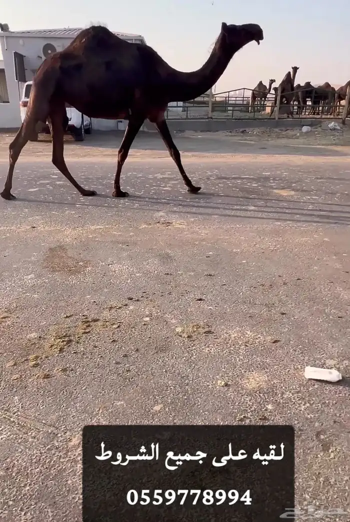 للبيع لقيه كفو 0