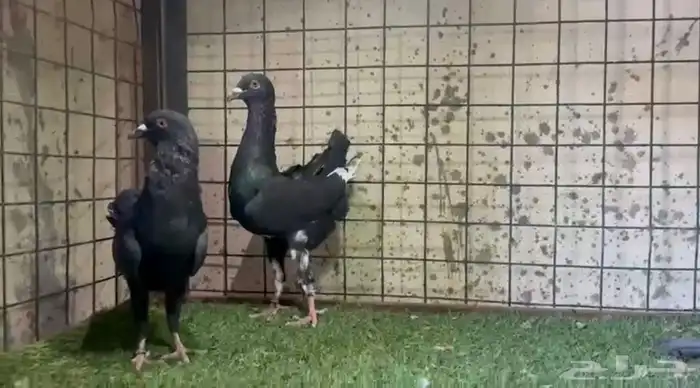 للبيع جوز حمام مالتيز ارتفاع 1