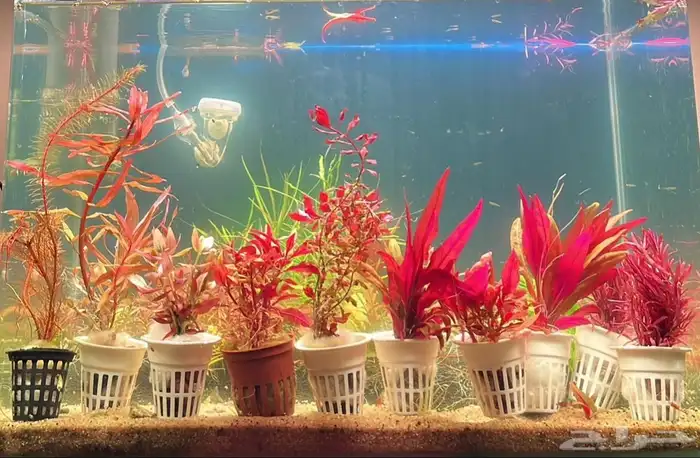نباتات مائية لاحواض السمك المزروع 6