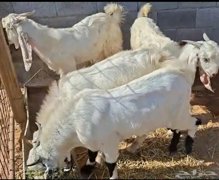 تيوس طيبات 1