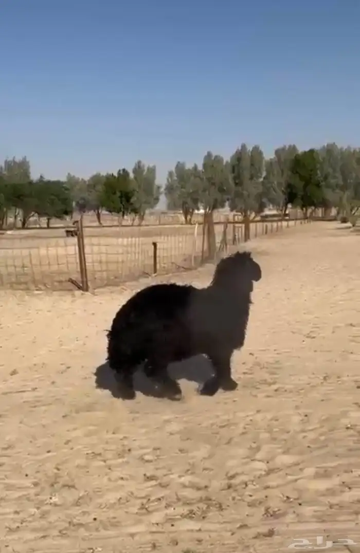 خروف عربي مشروع فحل 2