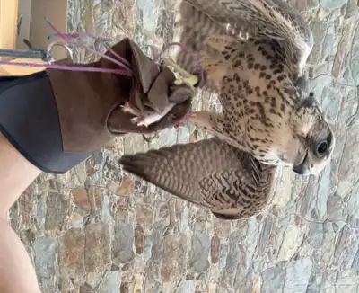 وكريه للبيع index