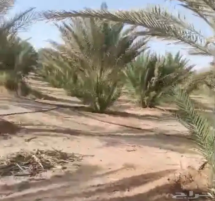 أكثر من 190 نخلة طول 2 و3 متر للبيع 3