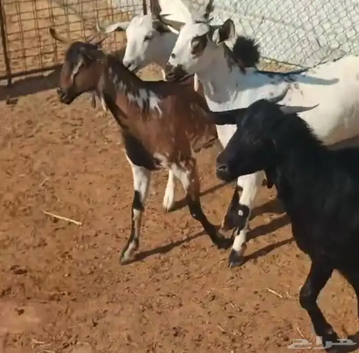 جفار جنوبيات جذعات 3