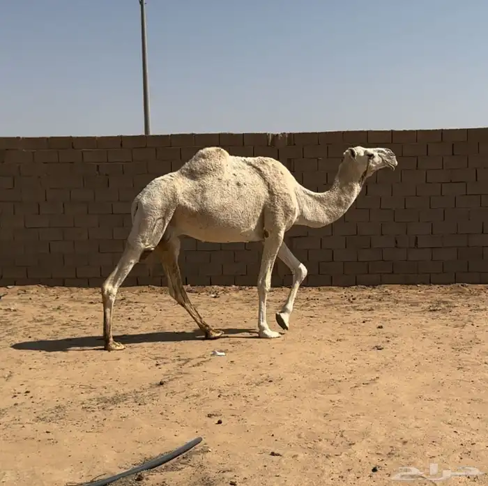 ضروبه وضحا طيبه 0