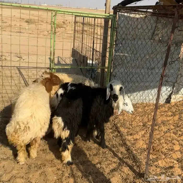 رخال نعيم ونجدي 0