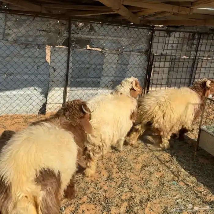 خرفان نعيم بلدي ( تم البيع ) 0