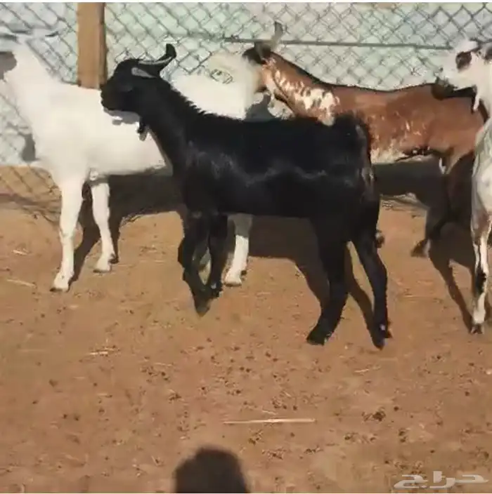 جفار جنوبيات جذعات 0