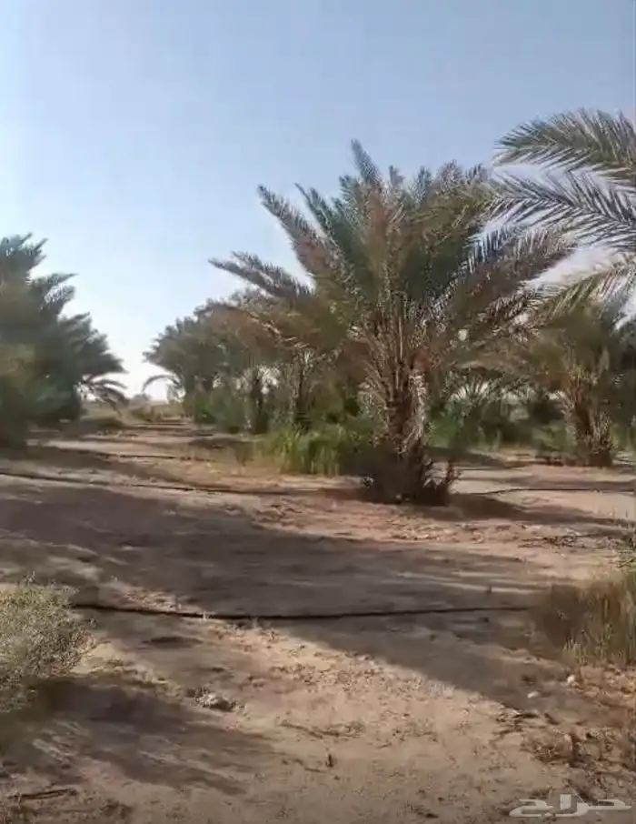 أكثر من 190 نخلة طول 2 و3 متر للبيع 1