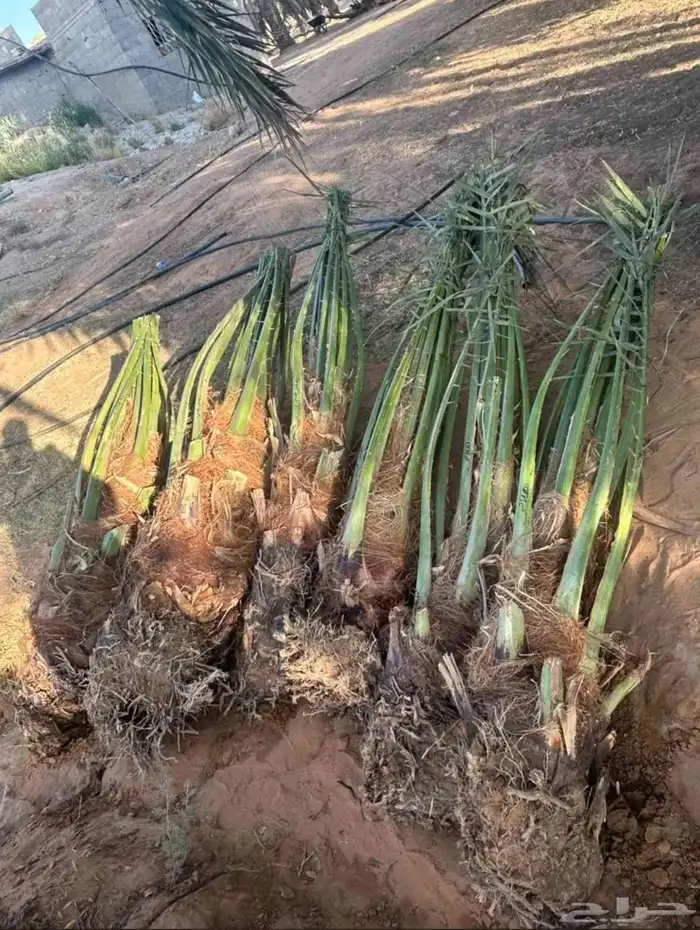 قلع وتوريد نخيل 3