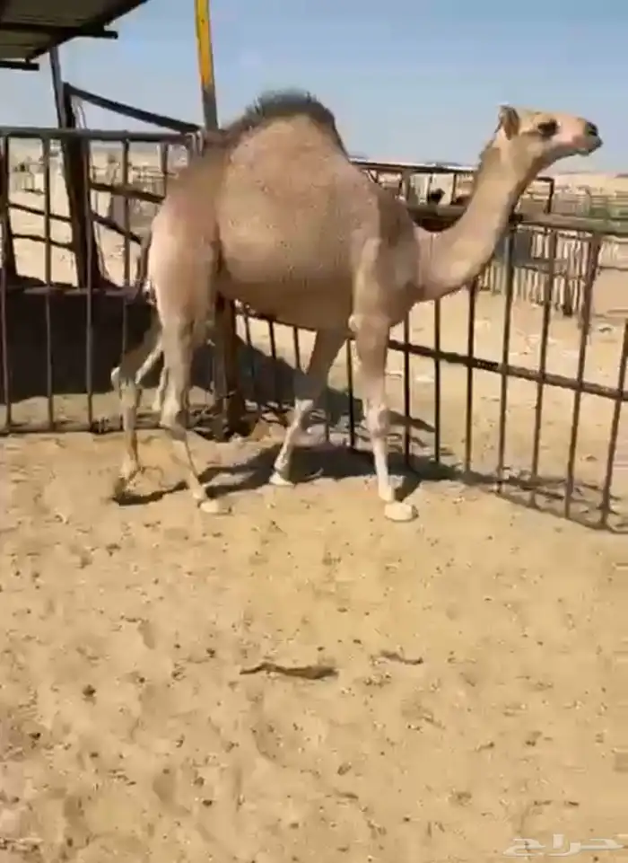 قعدان وبكار للبيع كفو فل مغلقه التواصل اتصال 4