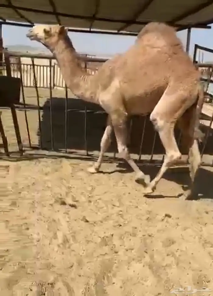 قعدان وبكار للبيع كفو فل مغلقه التواصل اتصال 3