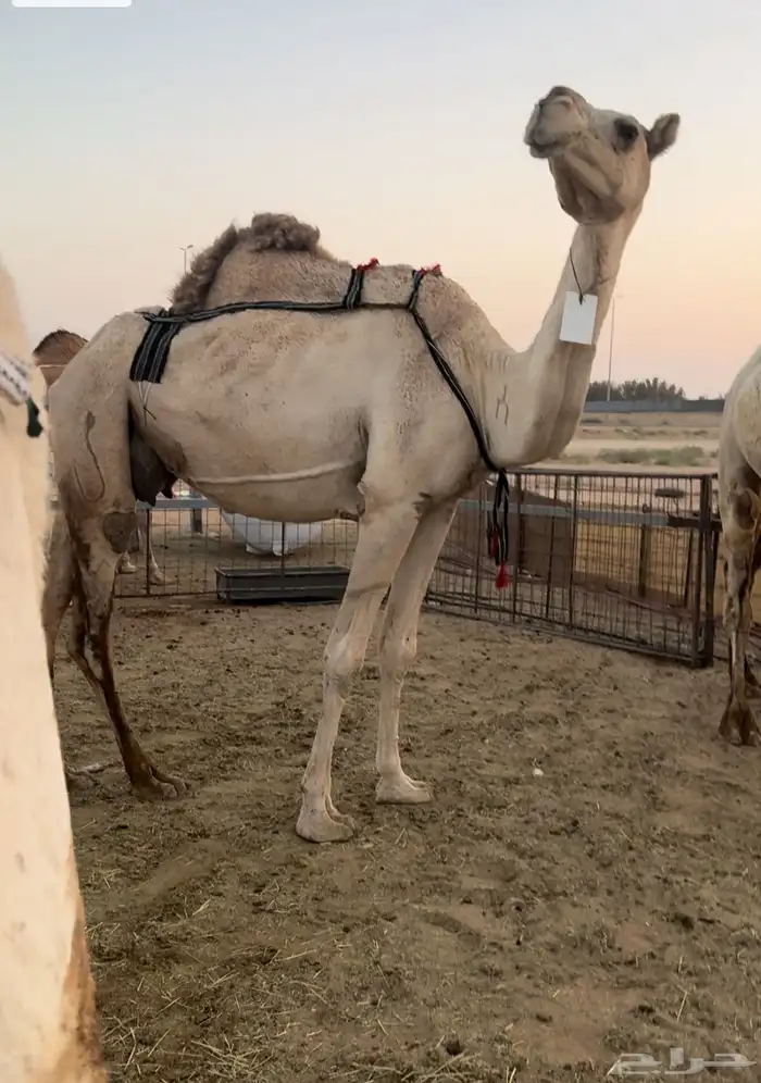 الناقة الضريبة الشقحا الطيبة 2