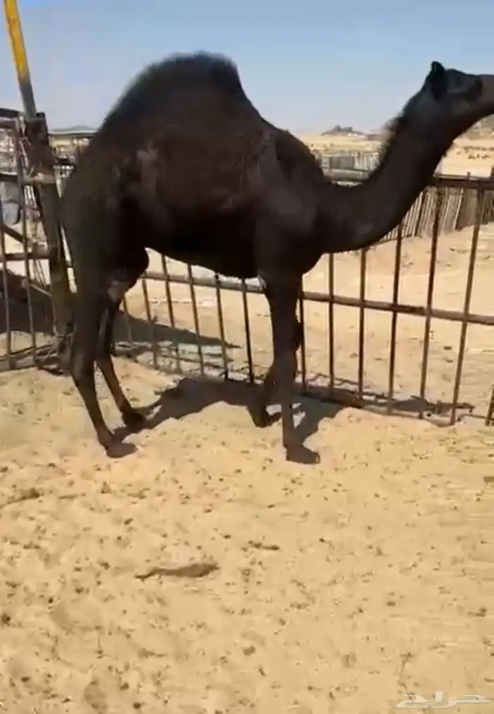 قعدان وبكار للبيع كفو فل مغلقه التواصل اتصال 1