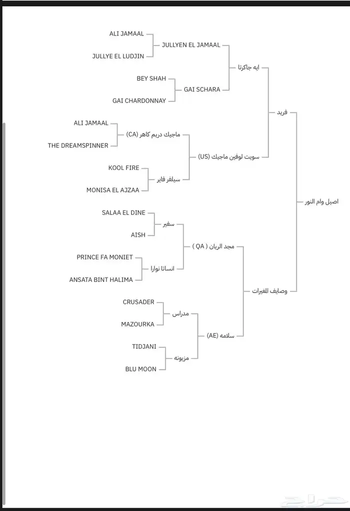 حصان حفيد مجد آريان 6