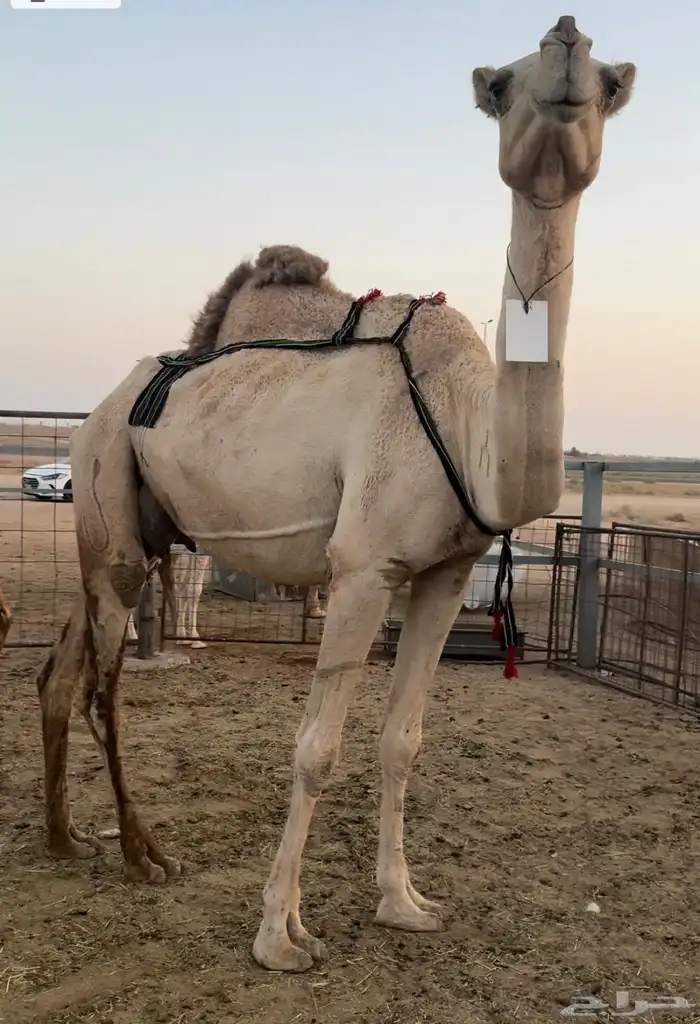 الناقة الضريبة الشقحا الطيبة 1